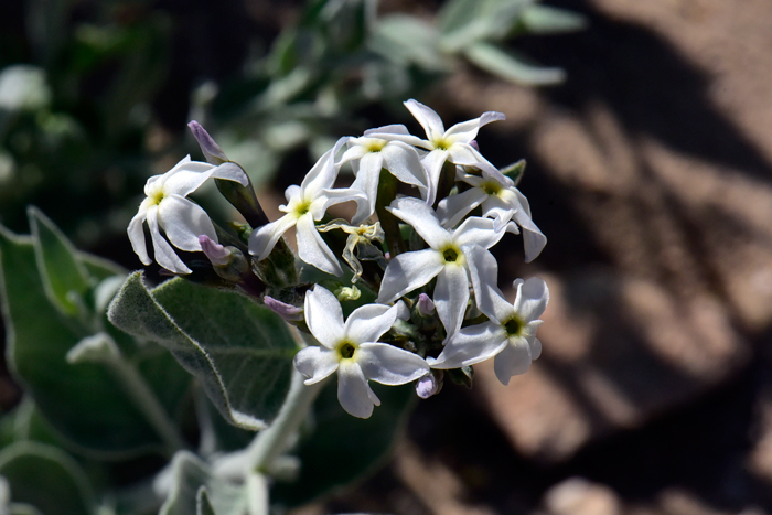 Woolly Bluestar has white flowers with blue or green tints. The flowers are in a terminal cyme and each has 5 petals and 5 sepals. The flower lobes are erect and linear as shown in the photo. Amsonia tomentosa